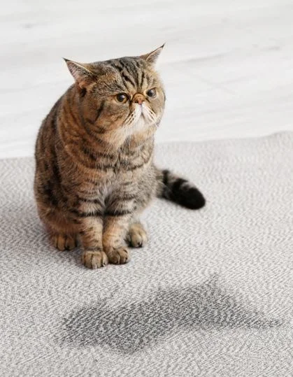 Pet Stain and Odor Removal Service